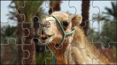 Camel Jigsaw Puzzles Game截图1