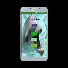 Dolphins Quiz截图5