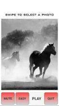 Beautiful Horse Tile Puzzle Game截图5