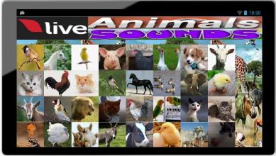 Animals Sounds with Videos截图1