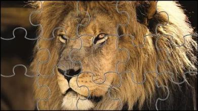 Lion Jigsaw Puzzle截图4