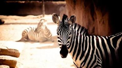 Tile Puzzle Zebra截图4