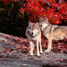 Wolf Jigsaw Puzzles Games截图2