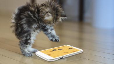 Games for cat Mouse截图1