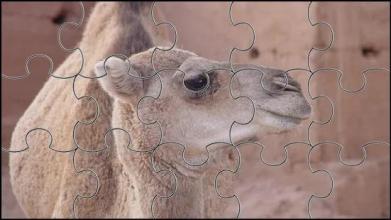 Camel Jigsaw Puzzles Game截图2