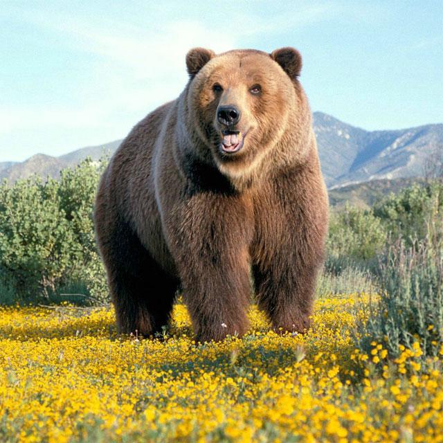 Yo Jigsaw Puzzle: Bears截图2