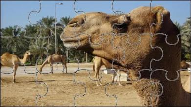 Camel Jigsaw Puzzles Game截图4