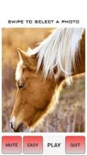 Beautiful Horse Tile Puzzle Game截图2