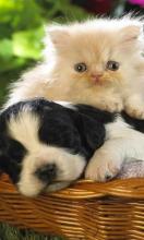 Puppy and Kitten Cute Jigsaw Puzzles截图4