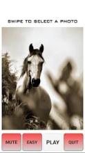 Beautiful Horse Tile Puzzle Game截图4