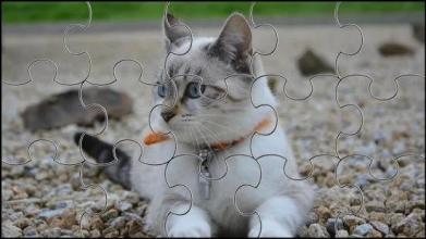 Cute Cats Jigsaw Puzzle截图2