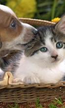 Puppy and Kitten Cute Jigsaw Puzzles截图3