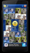 Kittens Memory Game with photos of cute kittens截图3