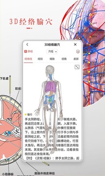 3Dbody解剖截图