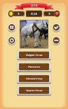 Horse Quiz截图5