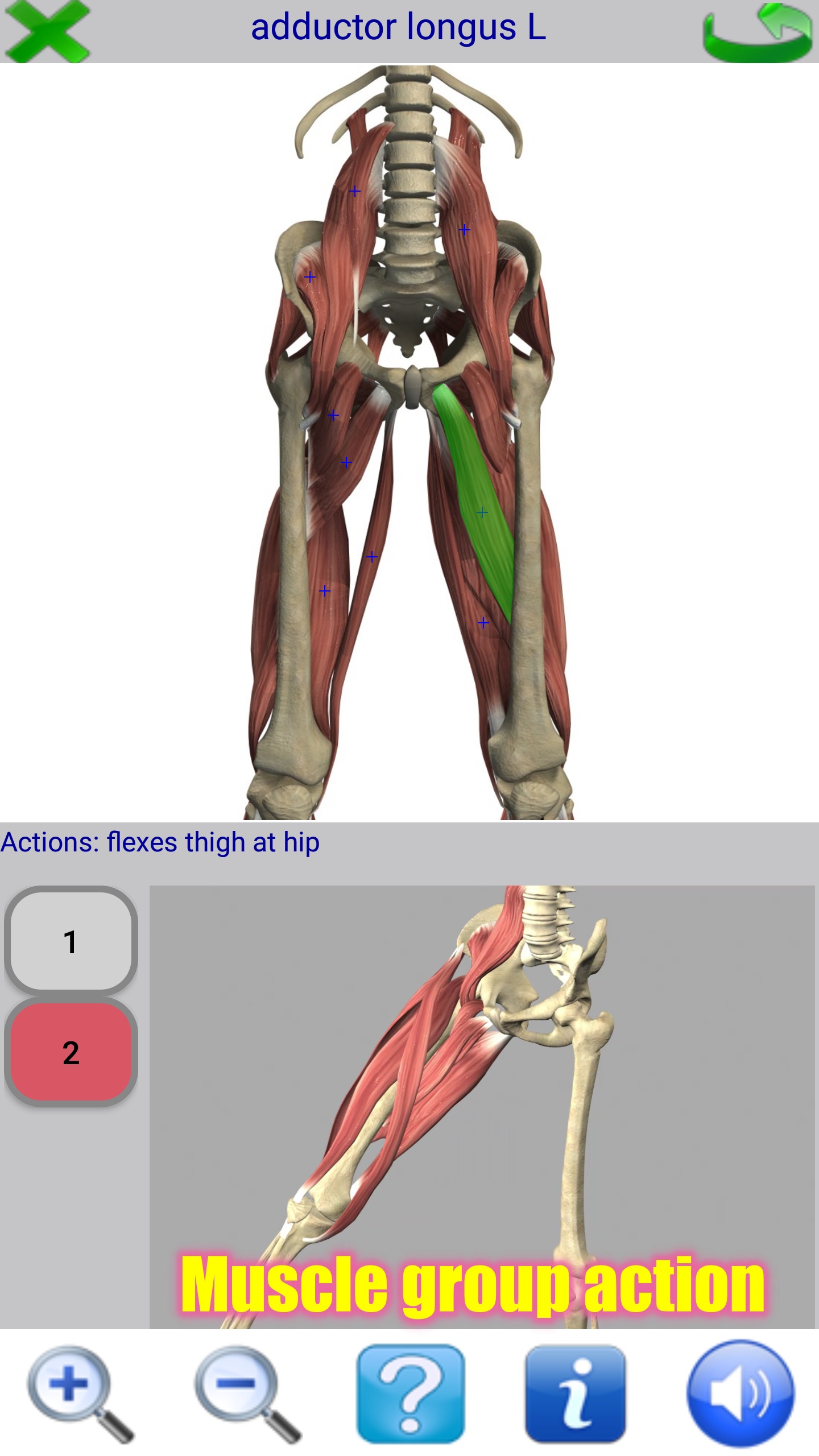 Visual Anatomy Free截图5