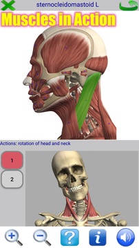 Visual Anatomy Free截图