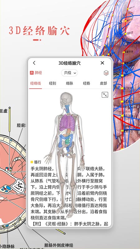 3Dbody解剖截圖預(yù)覽