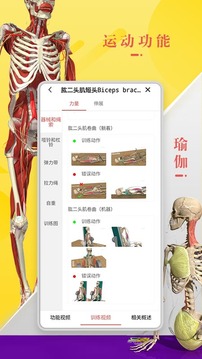 3Dbody解剖截圖