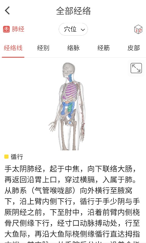 经络穴位3Dv1.1.1截图2