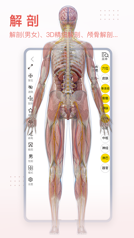 3Dbody解剖v8.5.01截图3