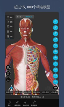 维萨里3D解剖截图