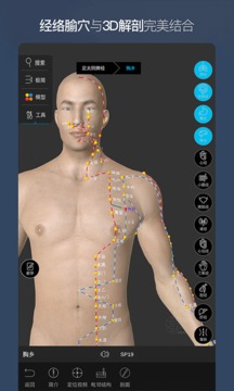 维萨里3D解剖截图