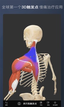 维萨里3D解剖截图