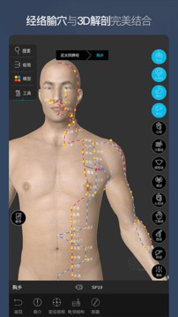 维萨里3D解剖截图