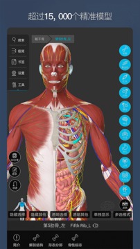 维萨里3D解剖截图