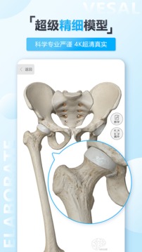 维萨里3D解剖截图