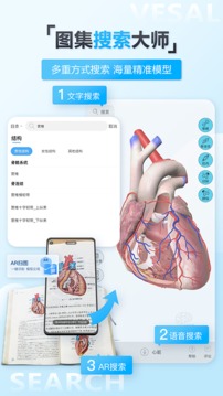 维萨里3D解剖截图