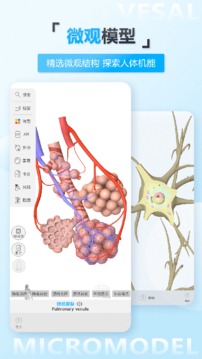 维萨里3D解剖截图