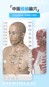 维萨里3D解剖截图