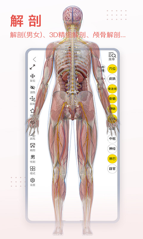 3Dbody解剖截圖預(yù)覽
