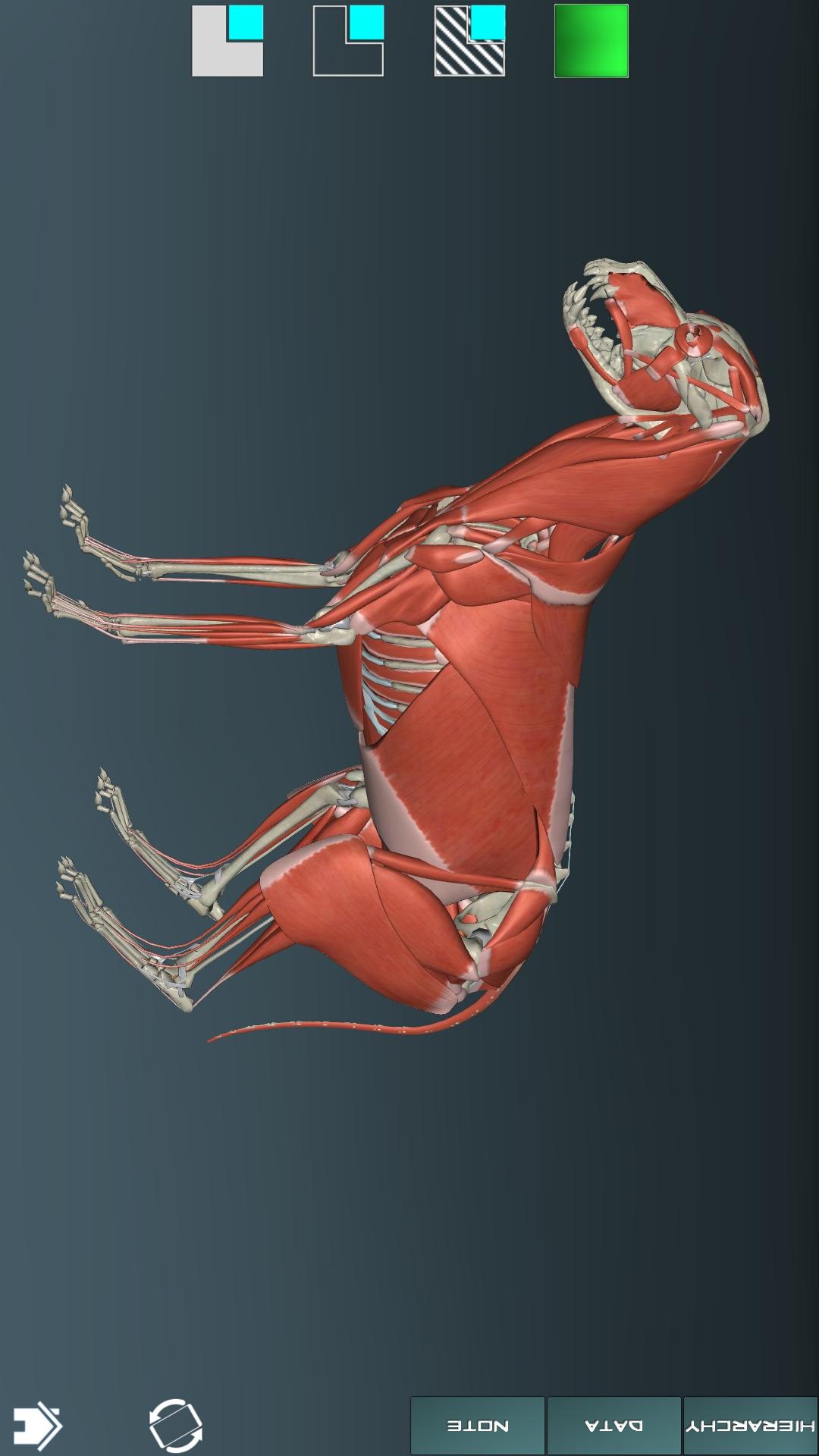 人体解剖学图谱截图5