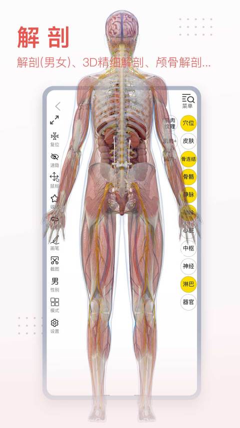 3Dbody解剖v8.6.31截图3