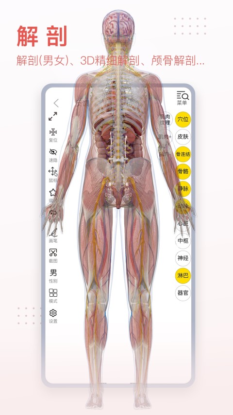 3DBody解剖v8.7.51截图5