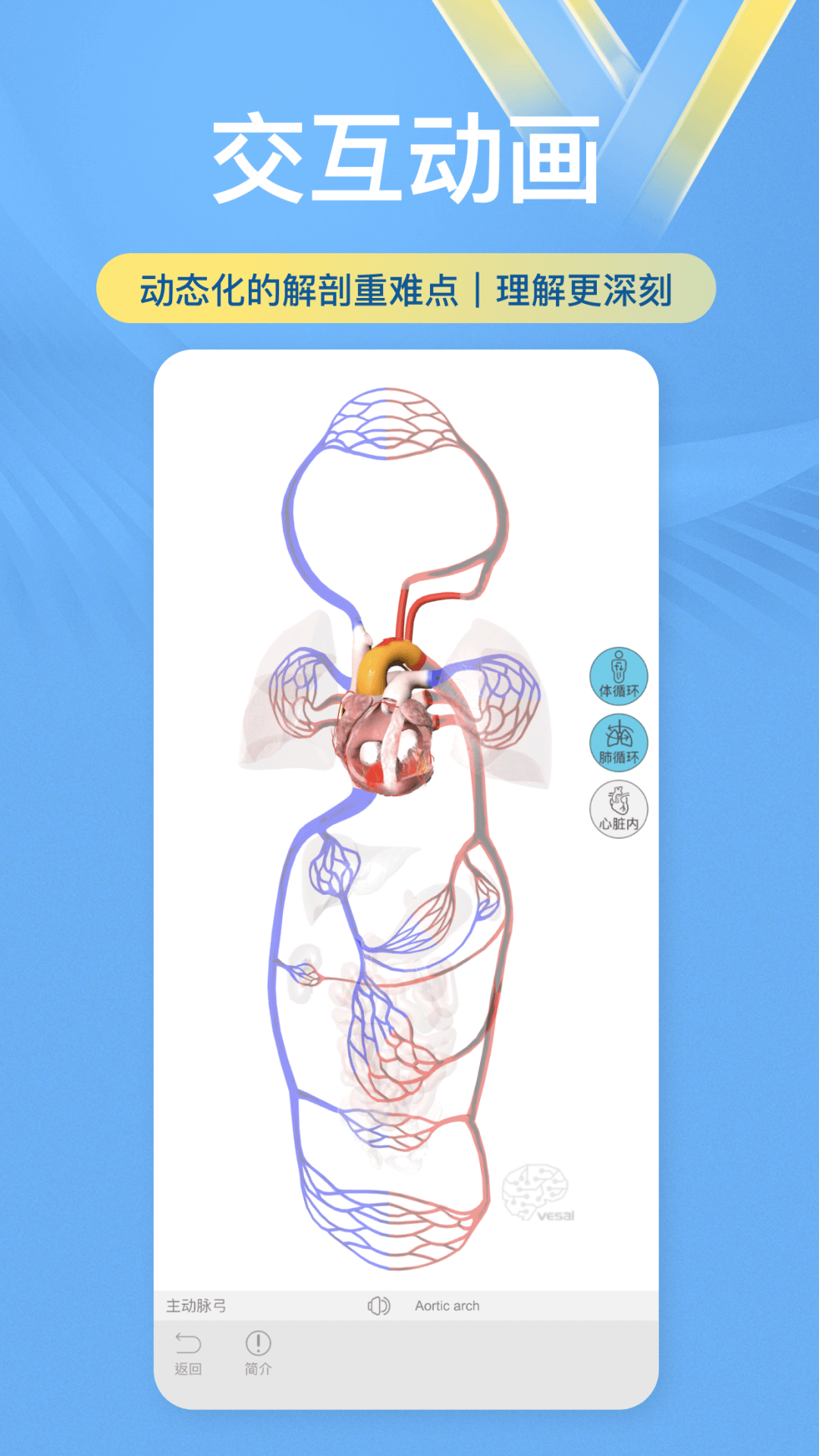 維薩里3D解剖截圖預(yù)覽