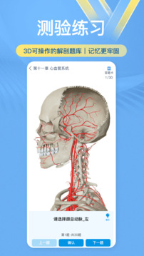 维萨里3D解剖截图