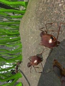 Ant Simulation 3D - Insect Survival Game截图
