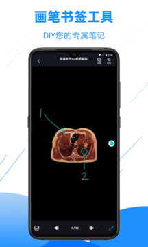 影像解剖圖譜截圖