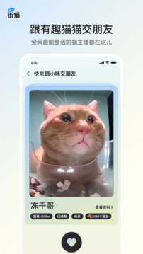 街貓截圖