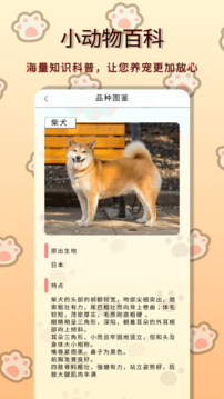 小動物之星截圖