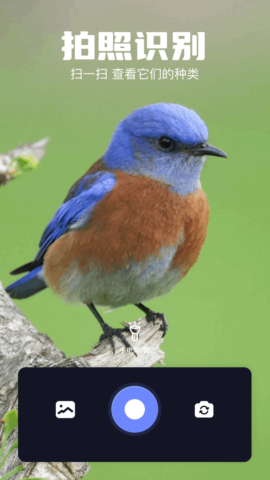 火焰鳥截圖預覽