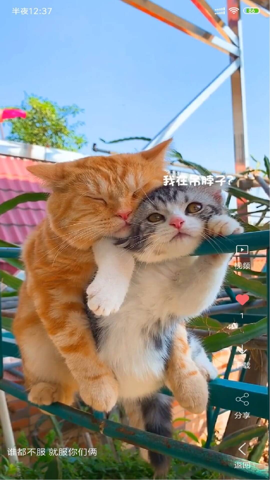 視頻壁紙截圖預(yù)覽