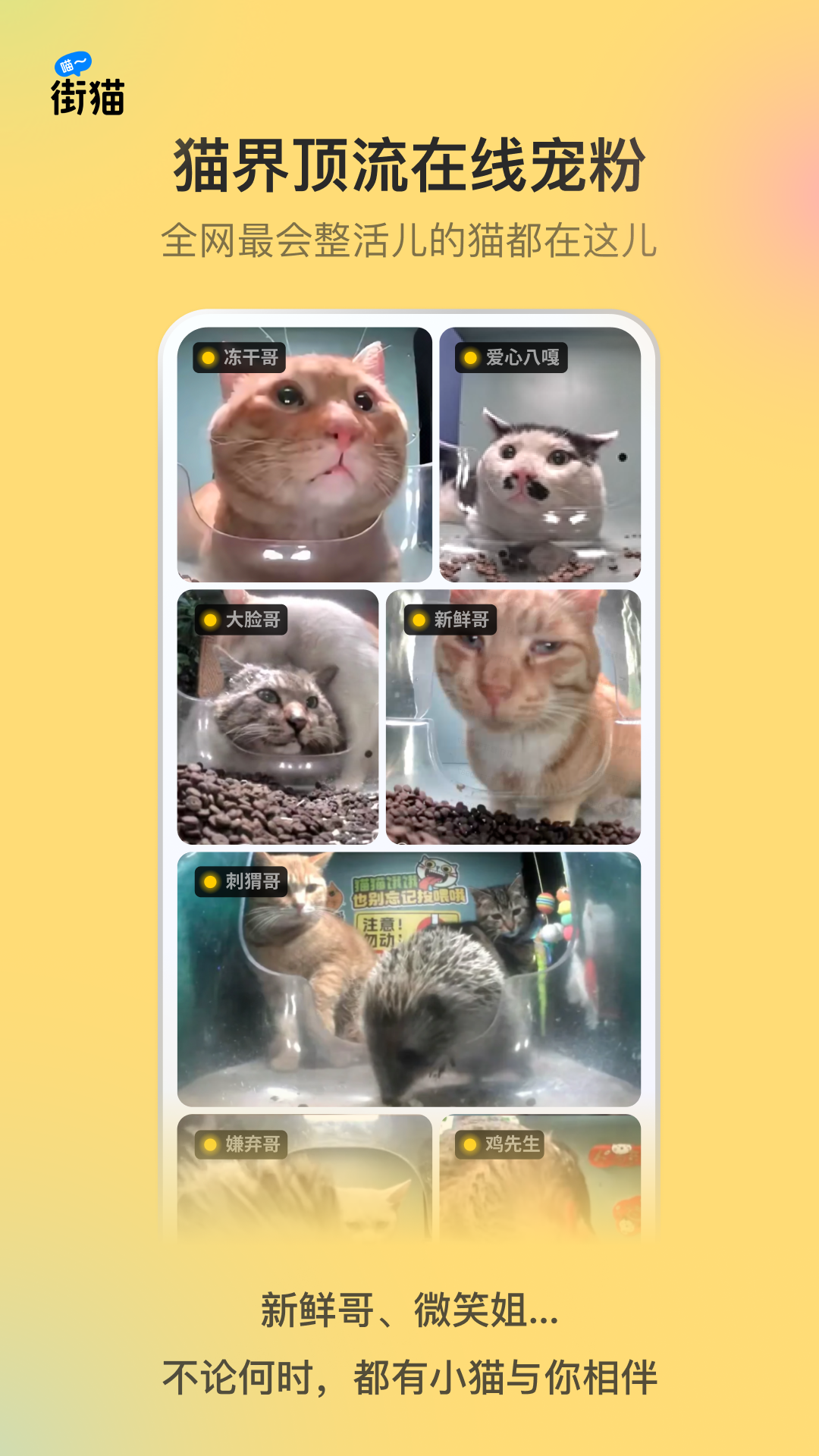 街貓截圖預(yù)覽