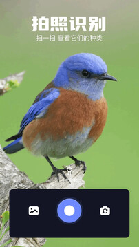 火焰鳥截圖