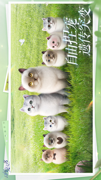 以閃亮之名截圖