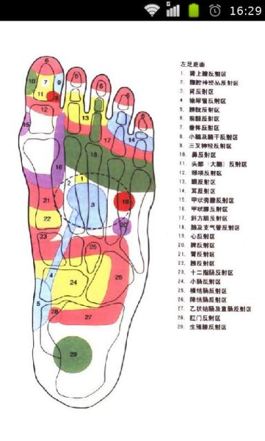 图解足部按摩之内分泌与免疫系统截图5